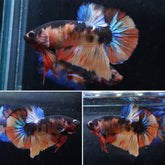 #3 (New Arrival) Candy Tiger Nemo Koi Male Plakat Betta Fish - High Quality Live Aquarium Male Betta Fish